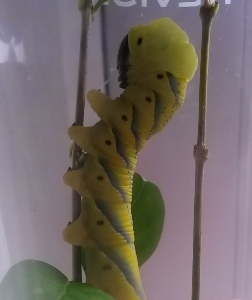 Deaths Head Caterpillar