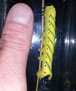 Deaths Head Caterpillar