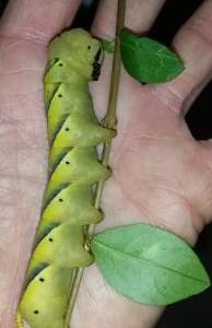 Deaths Head Caterpillar