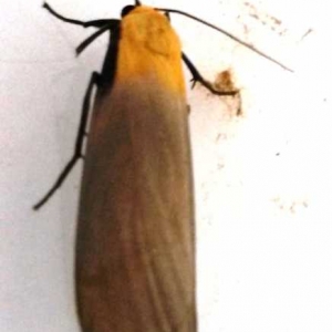 4 spotted footman