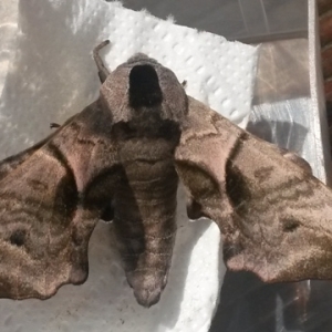 Eyed-Hawk-Moth-web