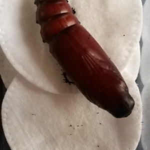 Hawk-moth-pupae