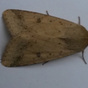 bordered-straw-scarce