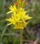 Bog Asphodel